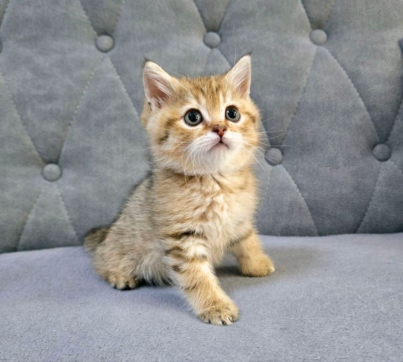 Котёнок, шотландской породы Скоттиш страйт Котёнок, шотландской породы Скоттиш страйт
