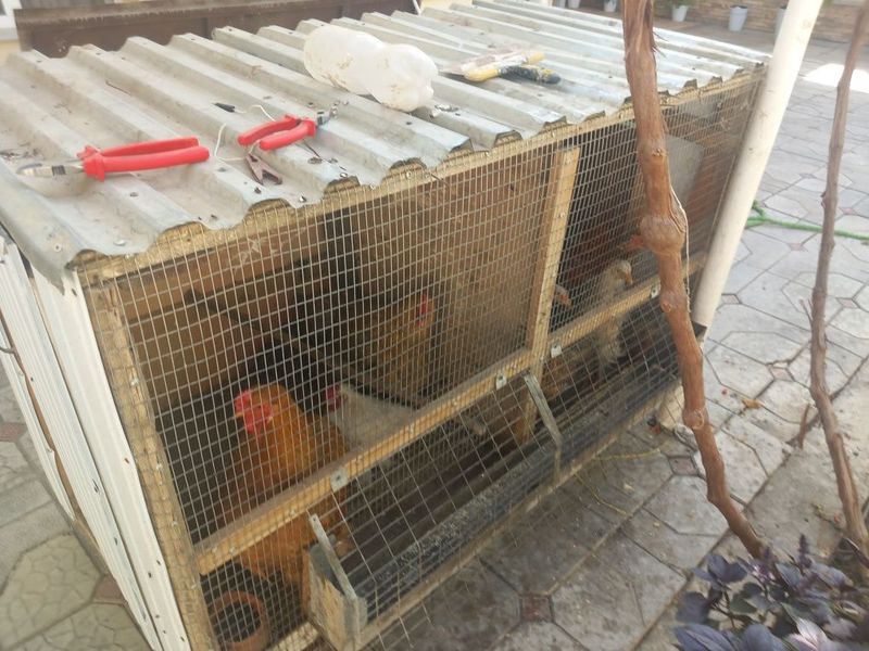 Tuvuqlar sitiladi kataki bilan birga