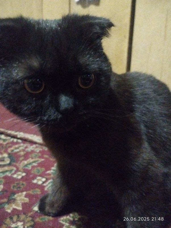 Sotiladi: Scottish Fold zotli qora mushukcha (8-9 oylik) Sotiladi: Scottish Fold zotli qora mushukcha (8-9 oylik)