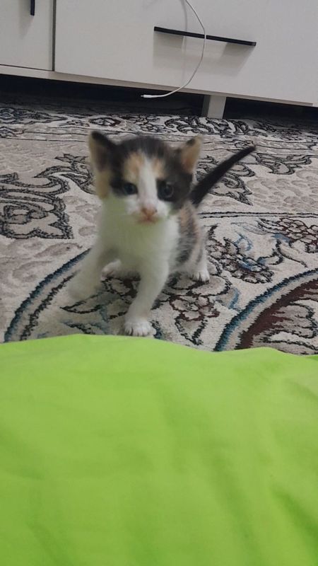 Котята 1 месяца девочки Котята 1 месяца девочки
