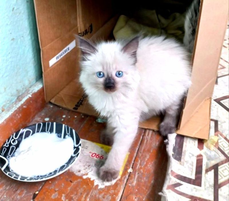 Котенок сиамский