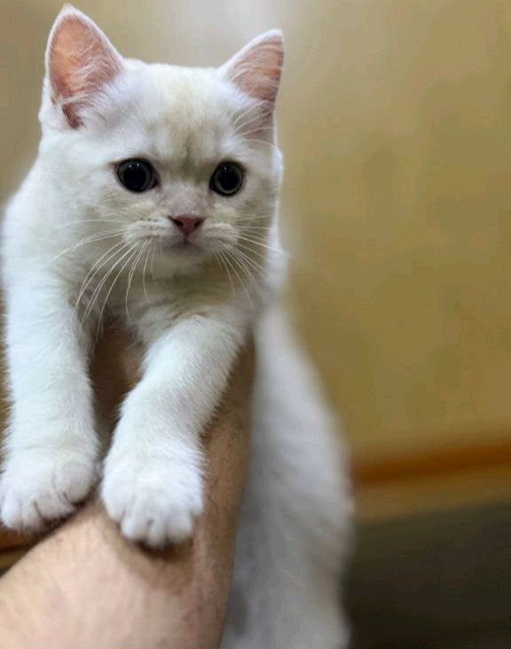 2мальчика кошки 2мальчика кошки