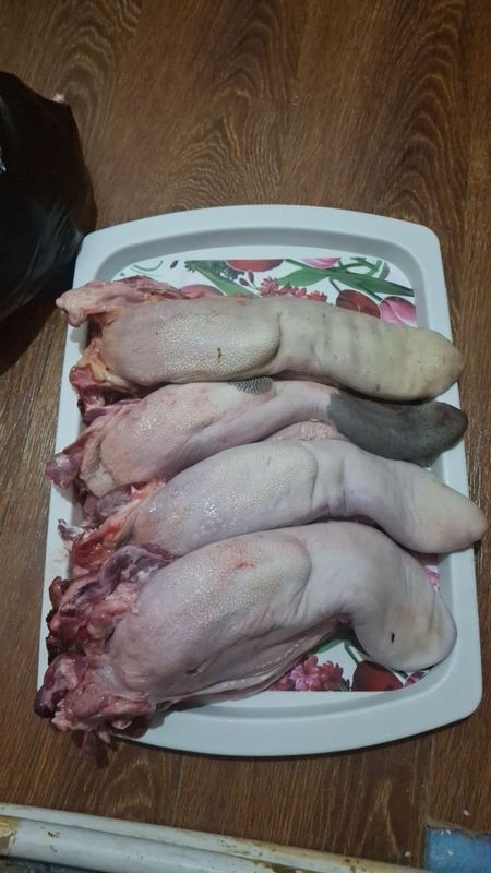 Mol tili optom donaga ham bor Mol tili optom donaga ham bor