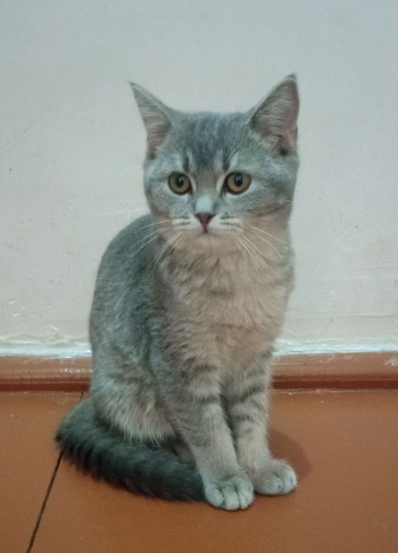 Zotdor mushuk sotiladi. Zoti Shinshilla, 5 oylik.