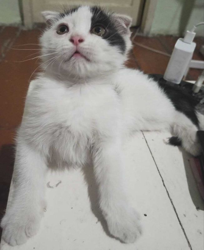 Продается котенок (мальчик) СКОТИШ ФОЛД Продается котенок (мальчик) СКОТИШ ФОЛД