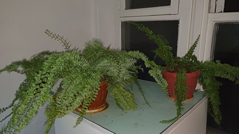 Папортники и Фиалки цветы в Чирчике