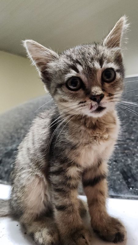 Котёнок ласковый хороший Котёнок ласковый хороший