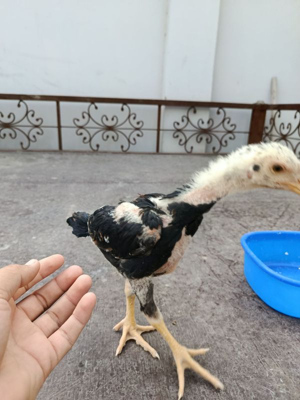 Chimpiyon jujalar soglom hammasibmayda ochilgan Chimpiyon jujalar soglom hammasibmayda ochilgan
