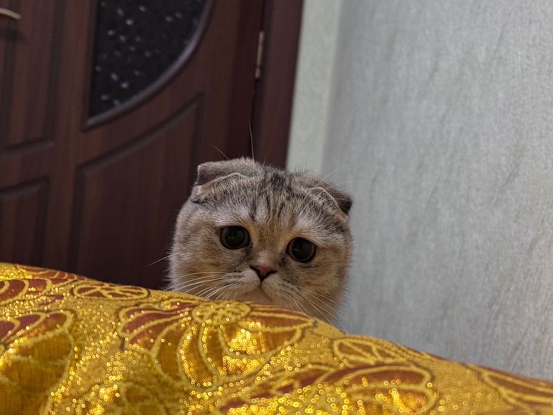 Кошка скотиш фолд (шотландская вислоухая) qiz bola Кошка скотиш фолд (шотландская вислоухая) qiz bola