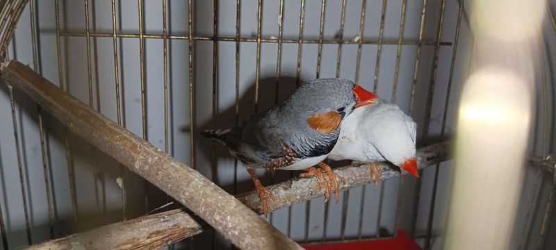 Зебровые амадины