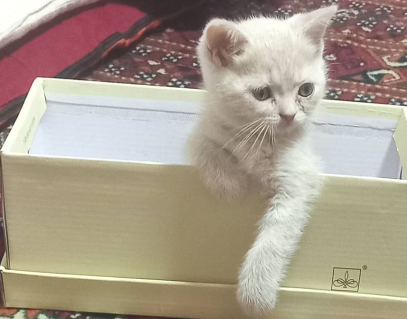 Срочно продаётся котёнок мальчик Срочно продаётся котёнок мальчик
