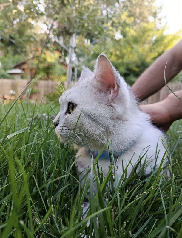 Продаю своего Кота. Серебристая Шиншилла, Страйт Продаю своего Кота. Серебристая Шиншилла, Страйт