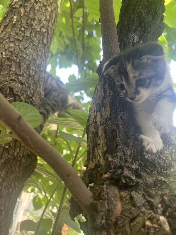 Котята веслаухие Котята веслаухие