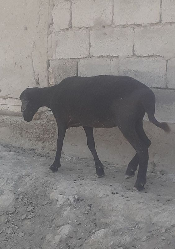 Mernoz qo‘y sotiladi