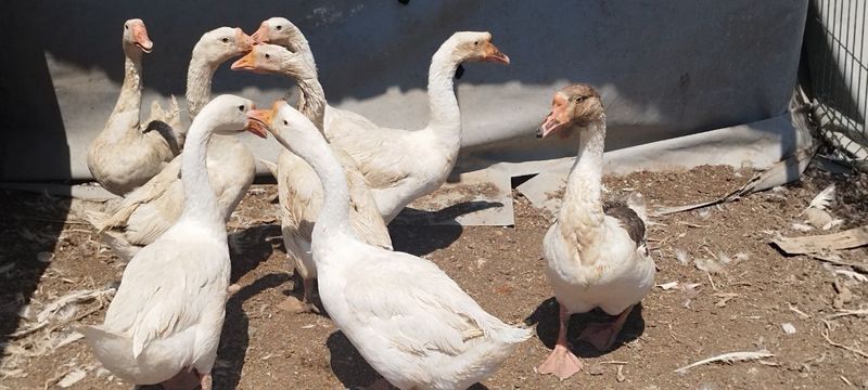 8 ta gʻoz sotiladi