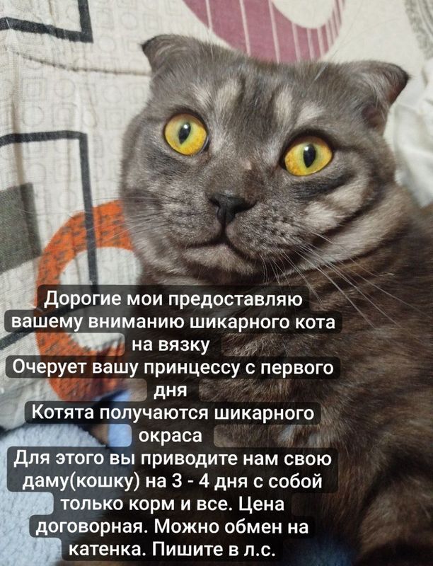 Вязка кота не дорого Вязка кота не дорого