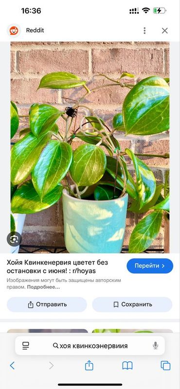 Хоя Квинквенервия Хоя Квинквенервия
