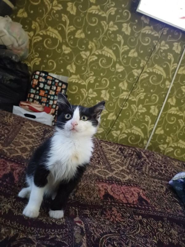 Бесплатно отдам котёнка Бесплатно отдам котёнка