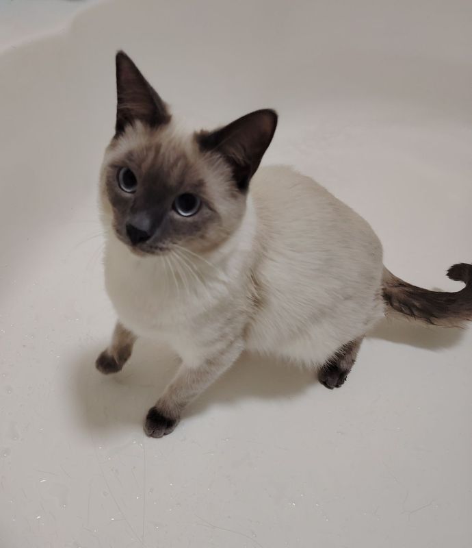 Срочно продаю кота Срочно продаю кота