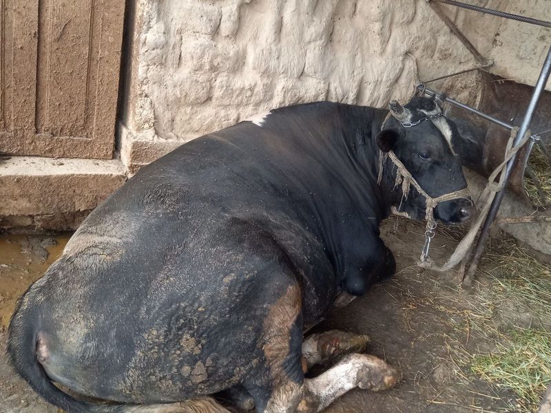 Buqa sotiladi 70 000 dan kg Buqa sotiladi 70 000 dan kg
