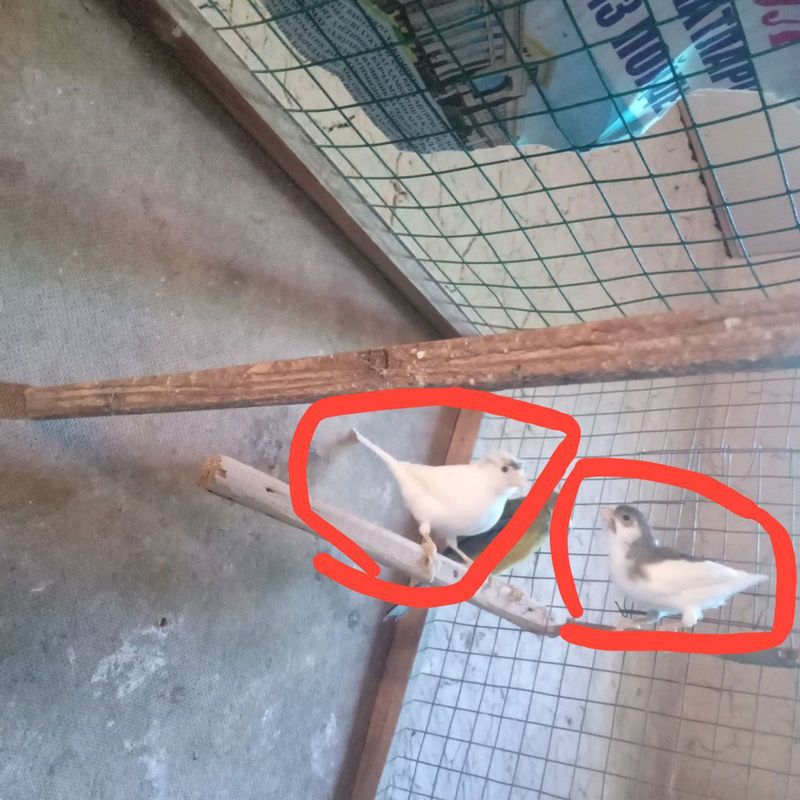 Kanarekalar sotiladi kmga qzq bosa Kanarekalar sotiladi kmga qzq bosa