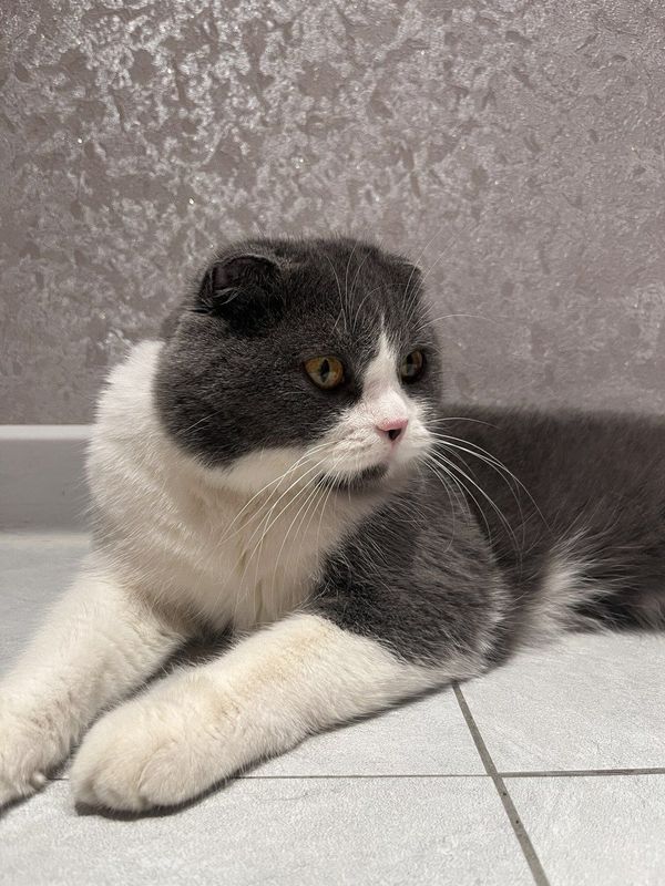 Вязка кота — шотландский вислоухий биколор (Scottish Fold) Вязка кота — шотландский вислоухий биколор (Scottish Fold)