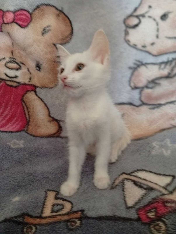 Котята в добрые руки Котята в добрые руки