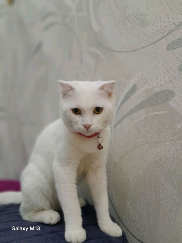 вязка кот Симба вязка кот Симба