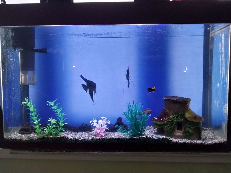 Akvarium Akvarium