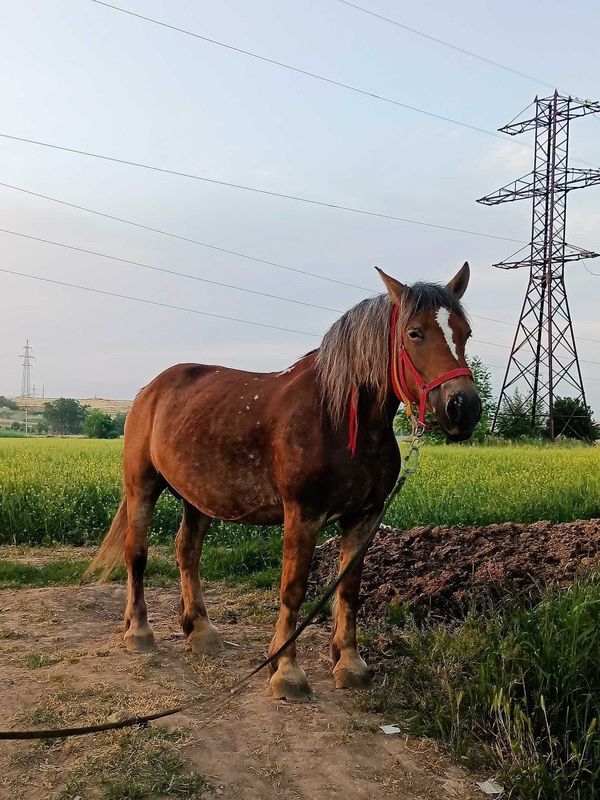 biya ot sotiladi biya ot sotiladi