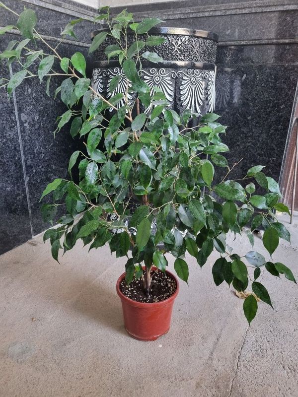 Ficus benjamina atzon narxda benjamina benjamina Ficus benjamina atzon narxda benjamina benjamina