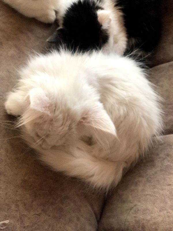 Котик турецкий ангора Котик турецкий ангора
