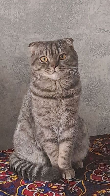 вислоухий кот