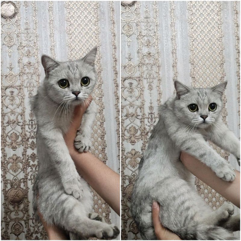Shinshilla Shinshilla