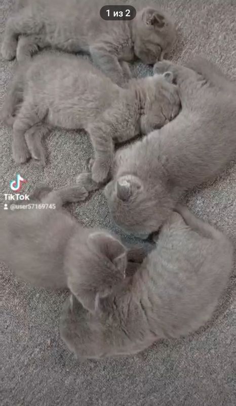 Продам котят чистокровные, породистые