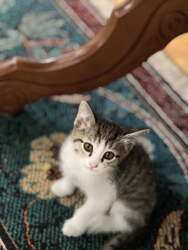 Котята в хорошие руки! Котята в хорошие руки!