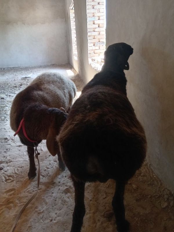 Qo'chqor sotadi, Qo'chqor sotadi,