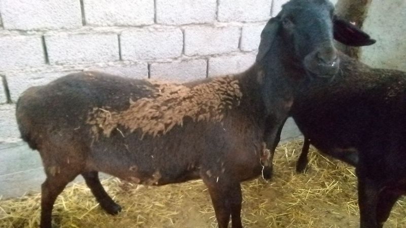 Совлиқлар қиср катта қўйлар Совлиқлар қиср катта қўйлар