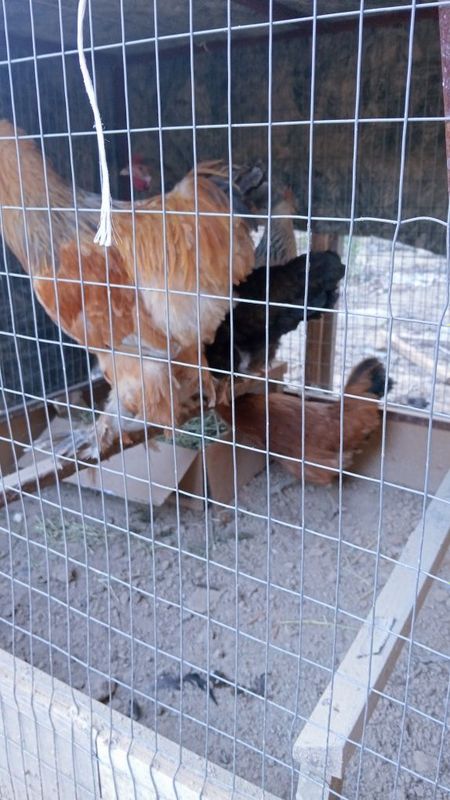 Tovuq hozirlar hashaki brama Tovuq hozirlar hashaki brama