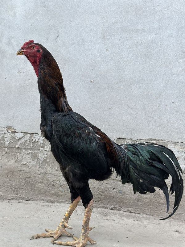 Dakon Xoʻroz sotiladi 2 tulak bekorchidi bor Dakon Xoʻroz sotiladi 2 tulak bekorchidi bor