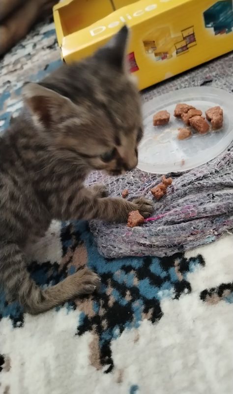 Отдам котёнка в хорошие, заботливые руки
