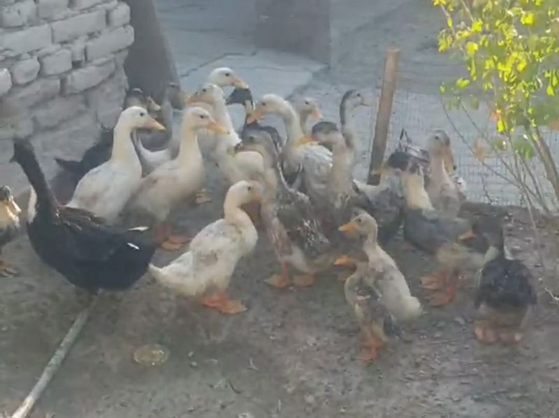 O‘rdaklar sotiladi O‘rdaklar sotiladi