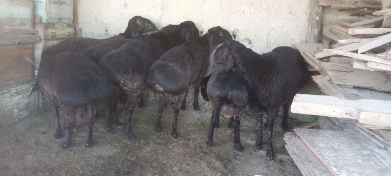 Курбонлик учун кучкорлар жиззах