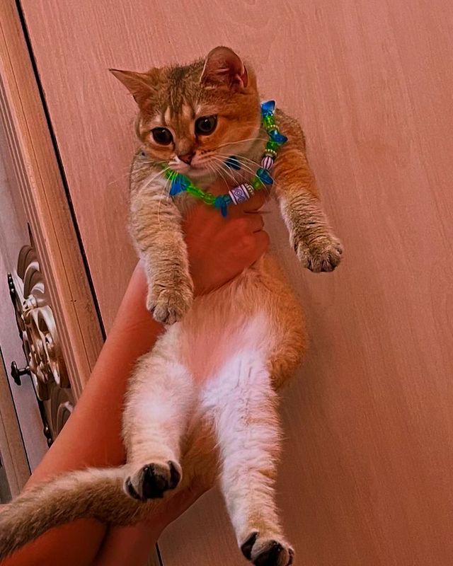 Золотая шиншилла девочка