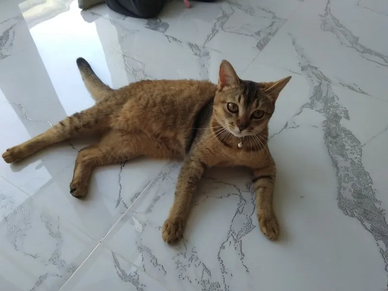 Мушук сотилади .