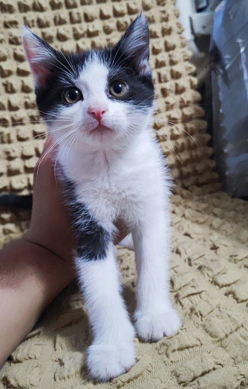 Котята отдам в добрые руки Котята отдам в добрые руки