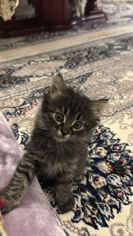 Mushukchalar sotiladi Turetskiy angora bolasi Mushukchalar sotiladi Turetskiy angora bolasi