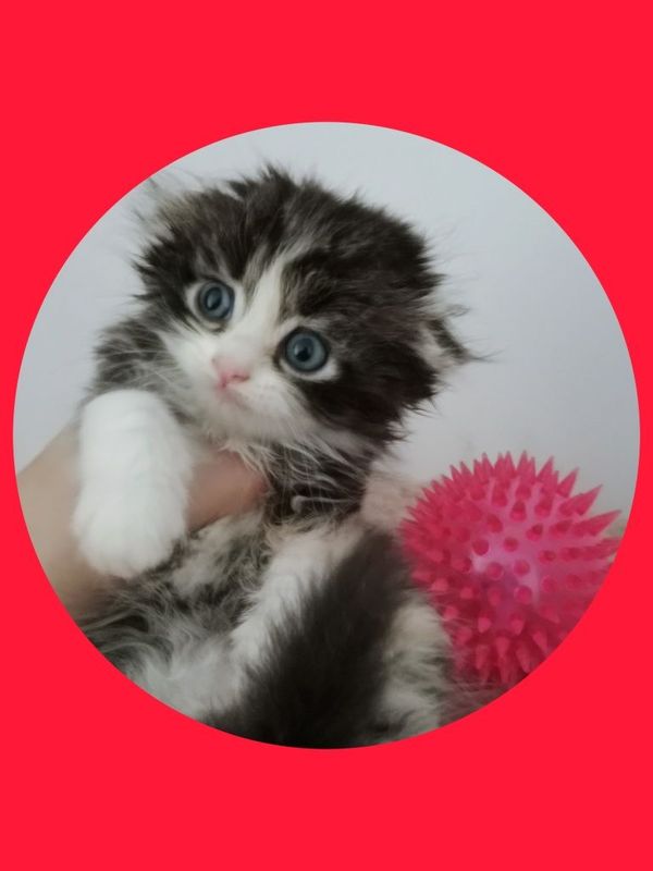 Шотланские котята фолды девочки и мальчики Шотланские котята фолды девочки и мальчики