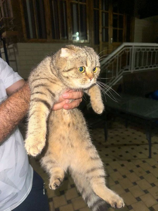 mushuk scottish fold mushuk scottish fold