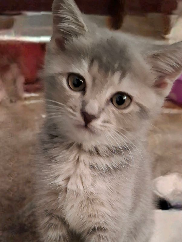 кошка/mushuk породистая скотиш страйт кошка/mushuk породистая скотиш страйт
